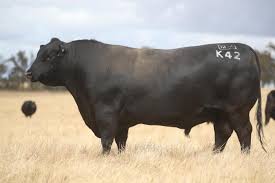 An Australian sire selected for his calving ease and carcase traits